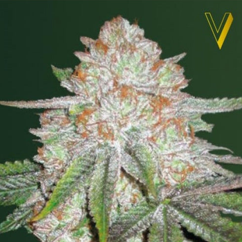 Victory Seeds - Chocodope Auto